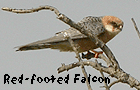 raptor watching spain emporda red-footed falcon photo