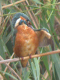 birding in spain barcelona kingfisher photo