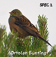 birdwatching spain vacation ortolan bunting photo
