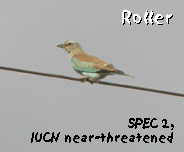 bird watching barcelona vacation roller photo