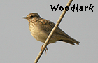 bird watching trips barcelona garraf woodlark photo