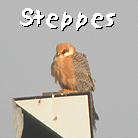 guided spain birding barcelona steppes thumb