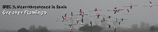 bird watching tours operators barcelona flamingo photo