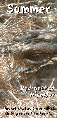 guided spain birding vacation red-necked nightjar photo