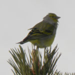 trip report spain pyrenees citril finch photo