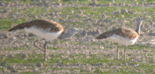 great bustard photo spain birding steppes october 2006