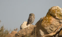 trip report spain birding holiday little owl photo