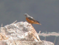 rock thrush pyrenees birdwatching holidays spain photo