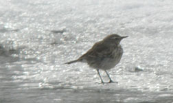 trip report spain pyrenees water pipit photo