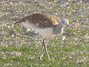 birding in spain birding holiday steppes great bustard photo