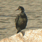 birding in spain winter birding short breaks cap de creus desmarestii shag photo