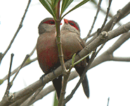 spain birding in the ebro delta common waxbill photo