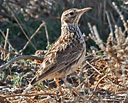 birding in spain catalonia dupont's lark photo