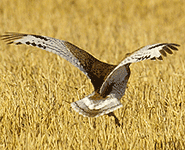 birding in spain catalonia little bustard photo