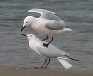 spain birding in the ebro delta slender-billed gull photo