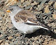 birding vacation europe spain snowfinch photo
