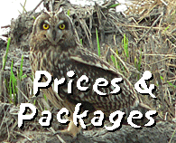 Spain bird watching holidays Europe short-eared owl photo